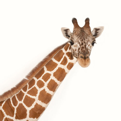 Giraffe Not on Sales Channel